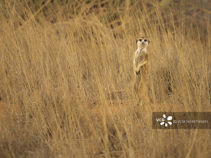 卡拉哈里沙漠中的猫鼬图片素材