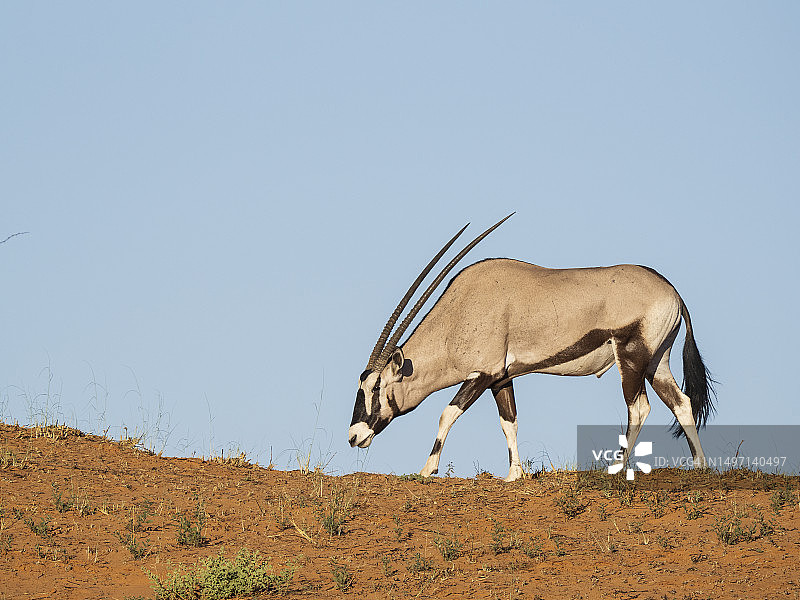 沙丘顶部的长角羚图片素材