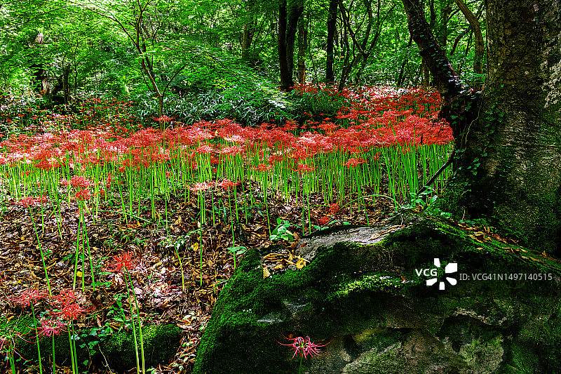 高敞郡禅云寺鲜花图片素材