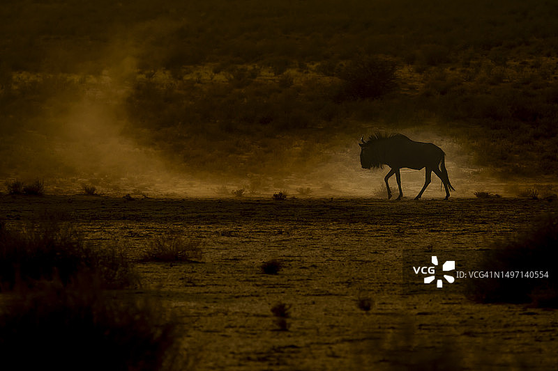 卡拉哈里沙漠中的蓝色角马（牛羚）图片素材