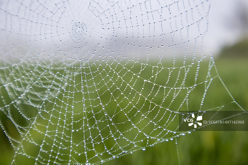 带有露水的网蜘蛛的特写图片素材