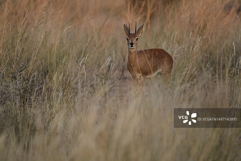 卡拉哈里沙漠的斯氏羚羊图片素材
