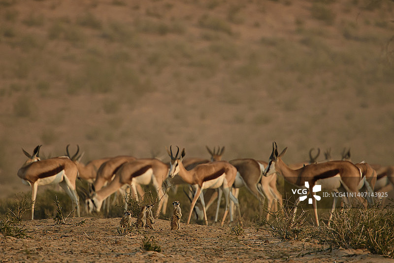 卡拉哈里沙漠的跳羚图片素材