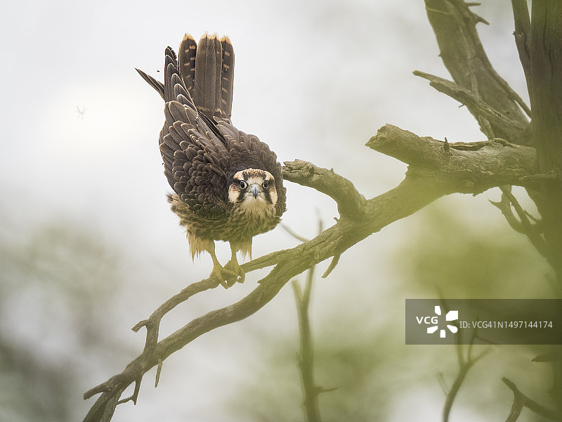 卡拉哈里沙漠中栖息在树上的猎隼图片素材