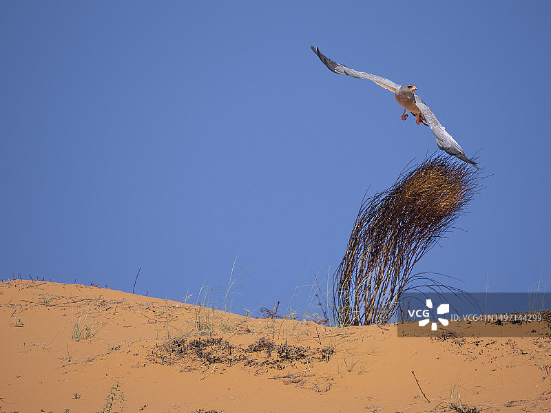 卡拉哈里沙漠中的淡色歌鹰图片素材