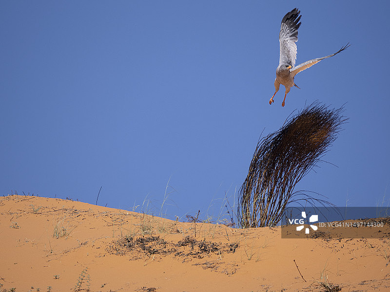 卡拉哈里沙漠中的淡色歌鹰图片素材