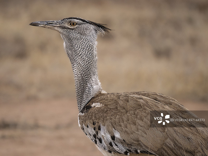 卡拉哈里沙漠中的柯利鸨图片素材