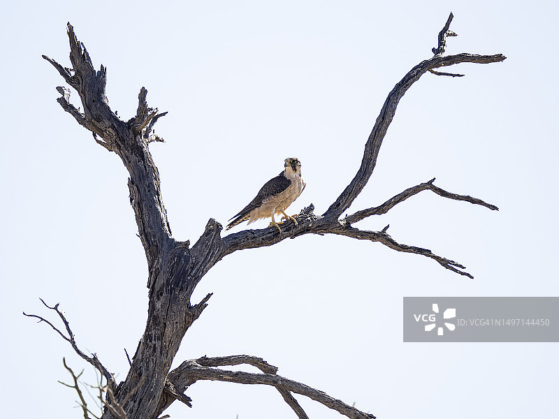 卡拉哈里沙漠中栖息在树上的猎隼图片素材