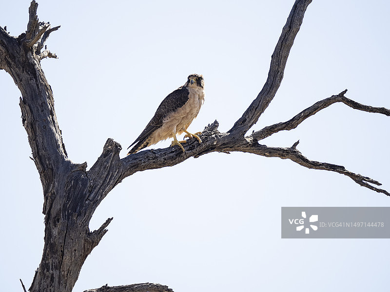 卡拉哈里沙漠中栖息在树上的猎隼图片素材
