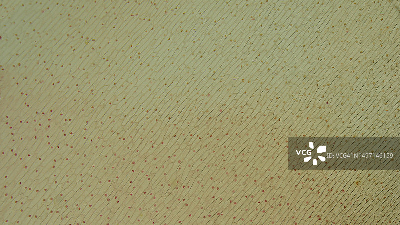 洋葱表皮细胞、植物细胞和原生质体的分离图片素材