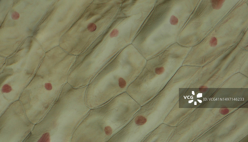 洋葱表皮细胞、植物细胞和原生质体的分离图片素材