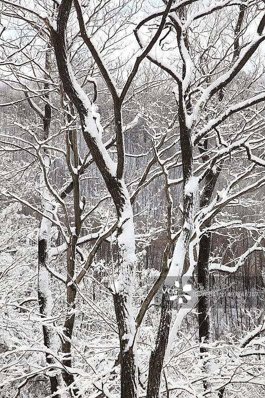 冬天的树图片素材