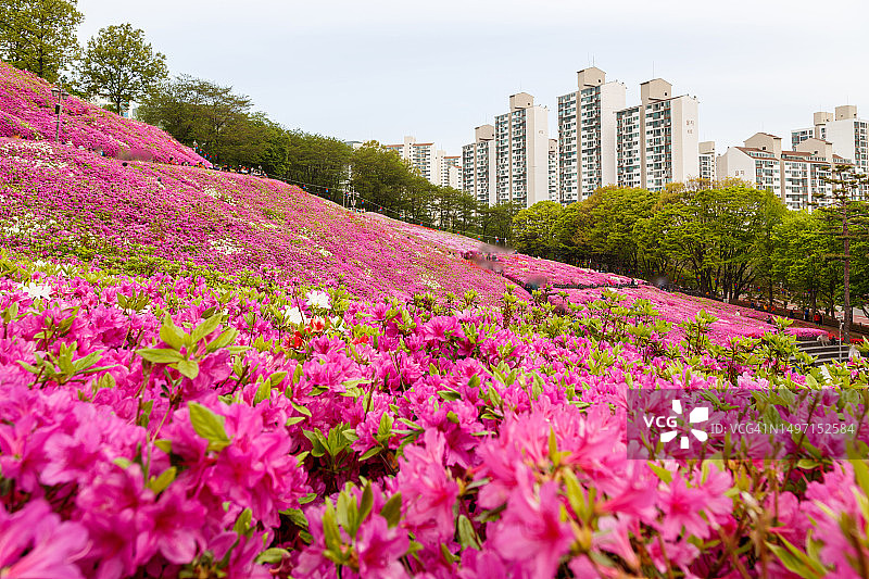 军浦杜鹃花园，韩国京畿道军浦市图片素材