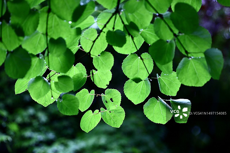 决明子图片素材