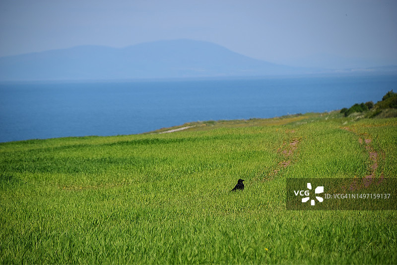 大麦田里的乌鸦图片素材