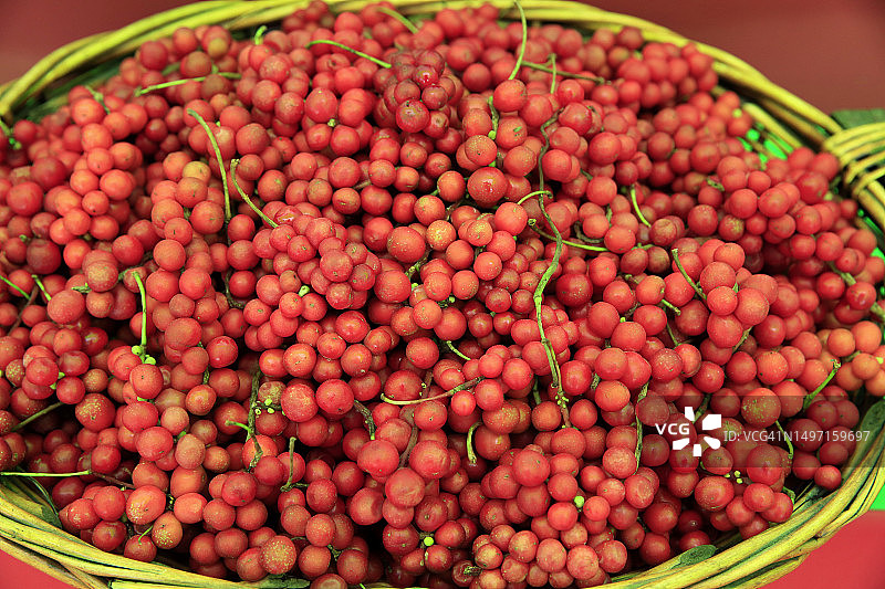 五味子图片素材