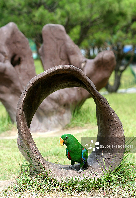 折衷鹦鹉图片素材