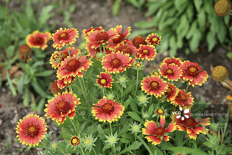 玛格丽特花图片素材