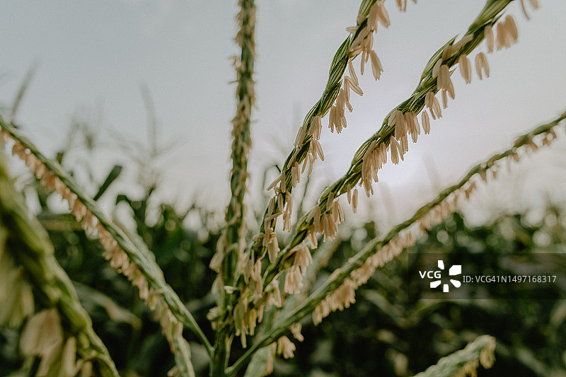 玉米穗特写图片素材