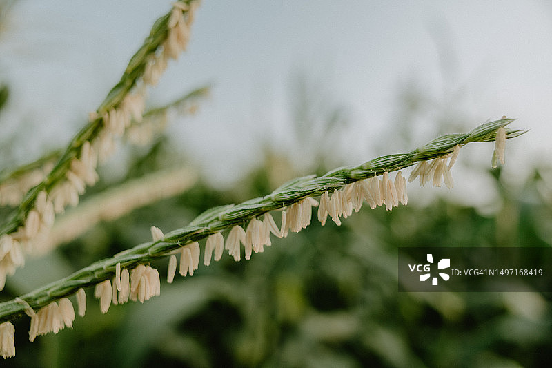 玉米穗特写图片素材