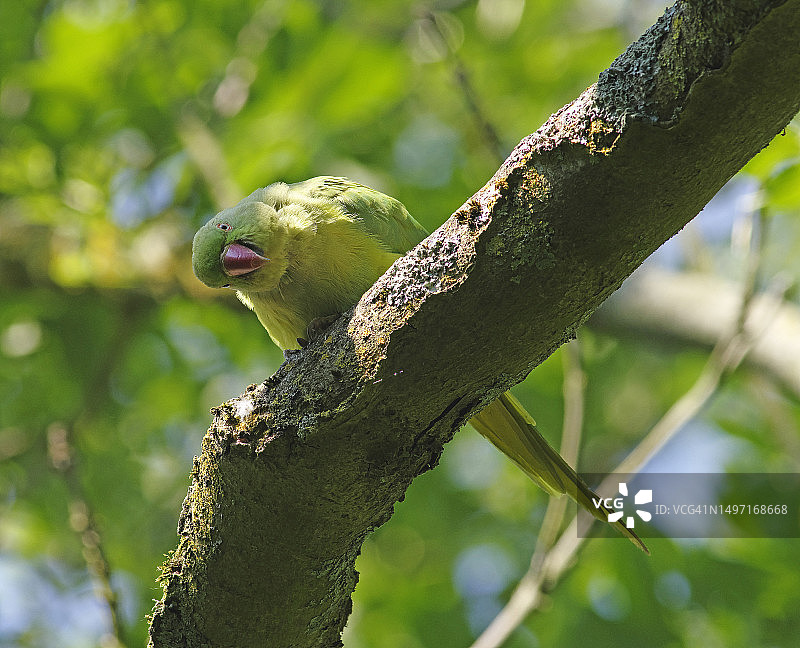 红领绿鹦鹉图片素材
