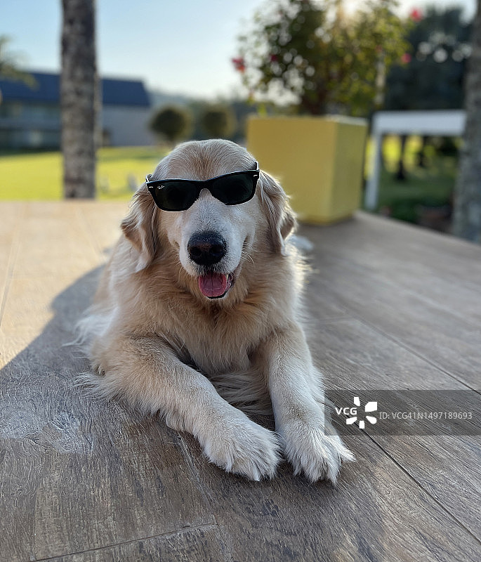 戴太阳镜的金毛犬图片素材