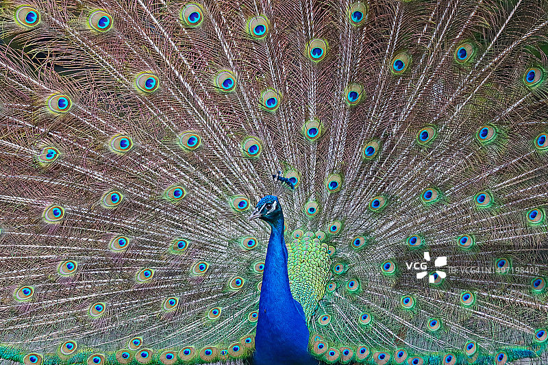 孔雀开屏图片素材