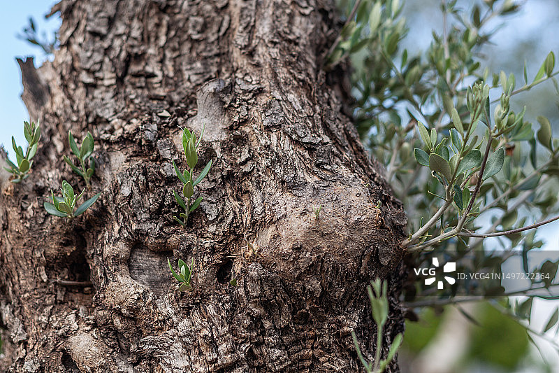 橄榄树皮特写图片素材