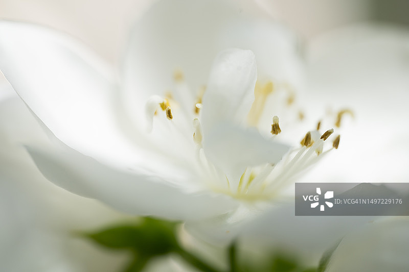 白色茉莉花、绿叶和阳光图片素材