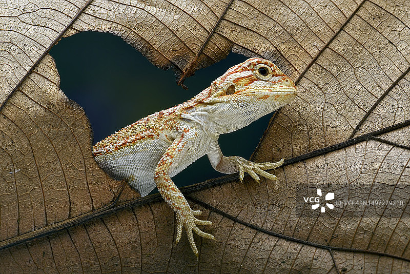 在树叶上玩耍的胡须蜥蜴图片素材