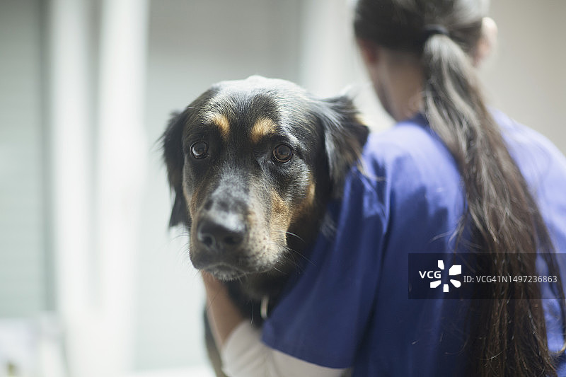 兽医在德国巴登-符腾堡州布赖萨赫为狗做检查图片素材