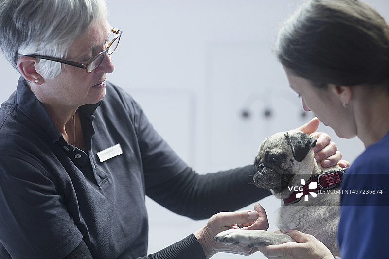 兽医给狗做检查图片素材