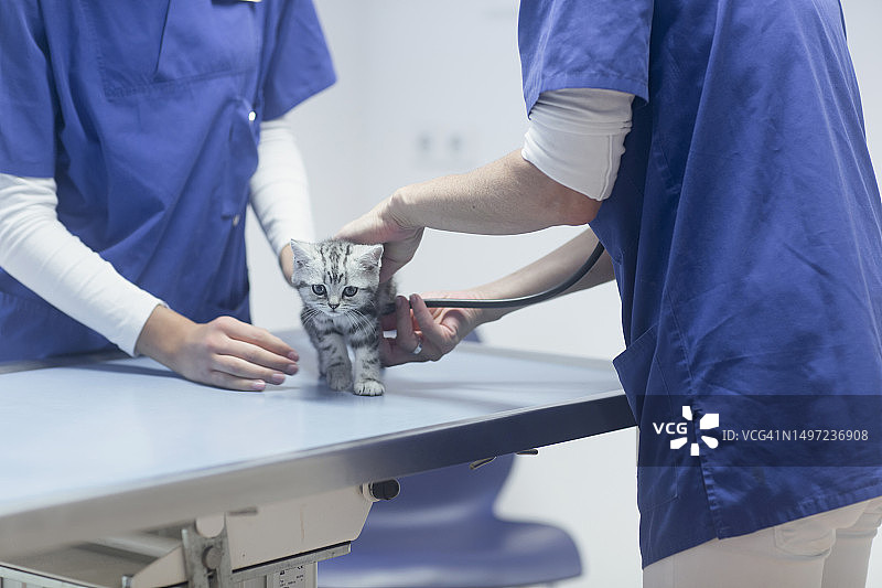兽医为猫做检查，德国巴登-符腾堡州布赖萨赫图片素材