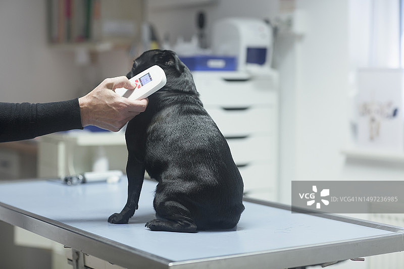 兽医在德国巴登-符腾堡州布赖萨赫为狗做检查图片素材