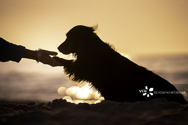 狗狗：人类最好的朋友图片素材