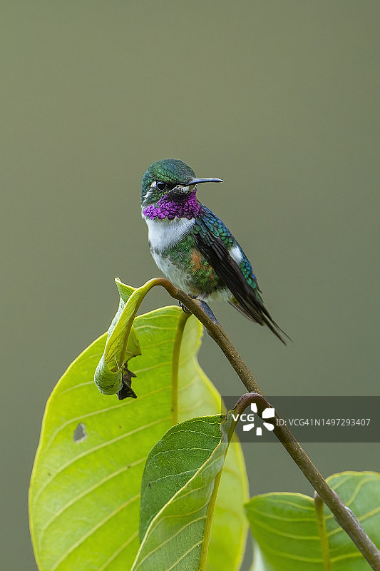 白腹林星蜂鸟图片素材