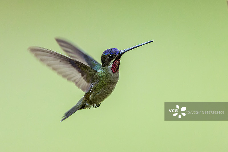 长嘴星蜂鸟图片素材