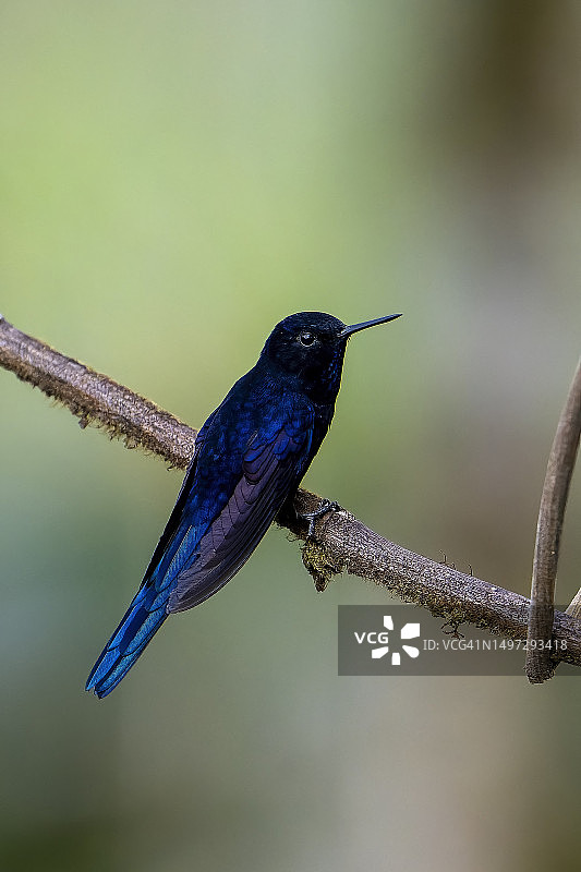 皇家蜂鸟图片素材