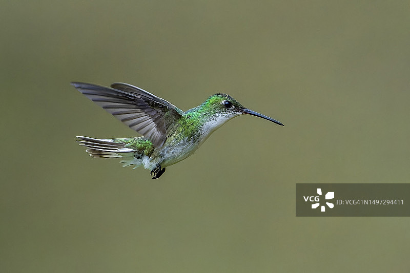 白腹蜂鸟图片素材