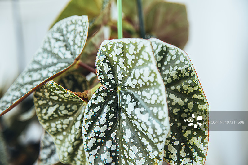 卧室里的秋海棠植物图片素材