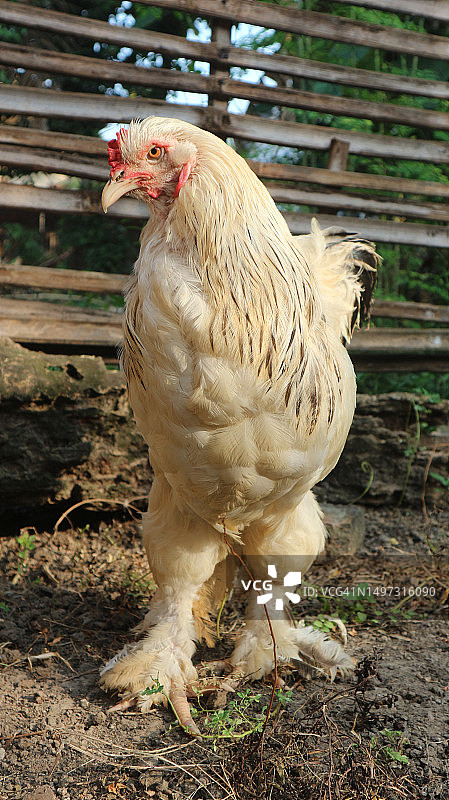 早上日光浴的婆罗门鸡肖像图片素材