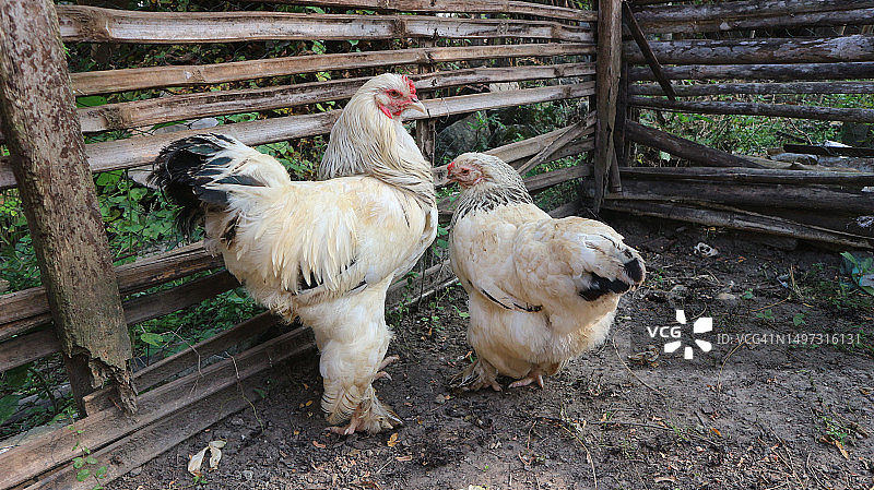 两只婆罗门鸡在早晨一起晒太阳的肖像图片素材