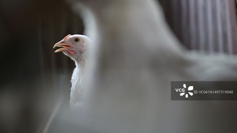 笼子里有白色羽毛的小梵天鸡图片素材
