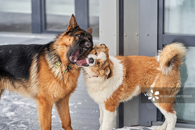 狗张开嘴争吵图片素材