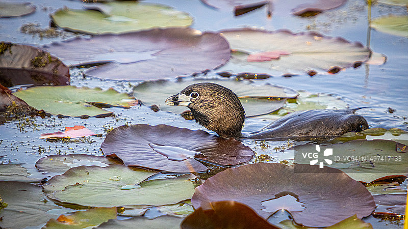 小䴙䴘图片素材