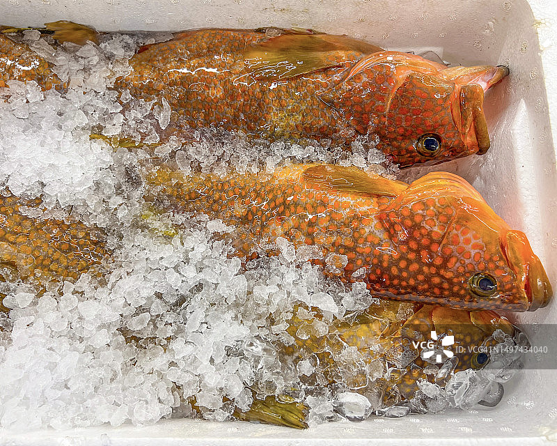 红点石斑鱼或香港石斑鱼，市场上用冰保鲜的鱼图片素材