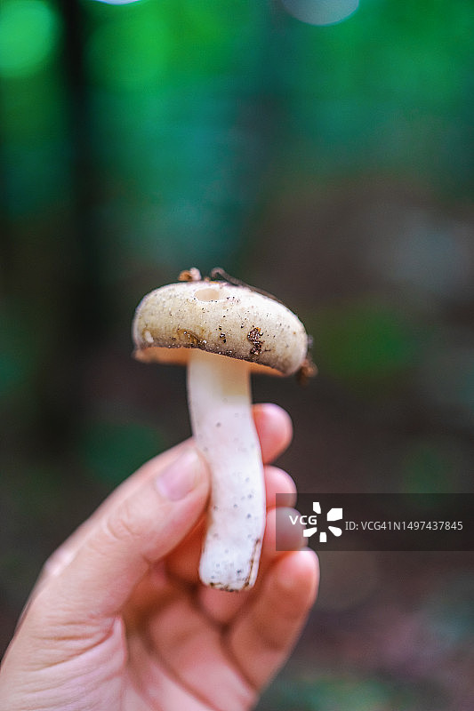 手持蘑菇，绿色森林背景图片素材