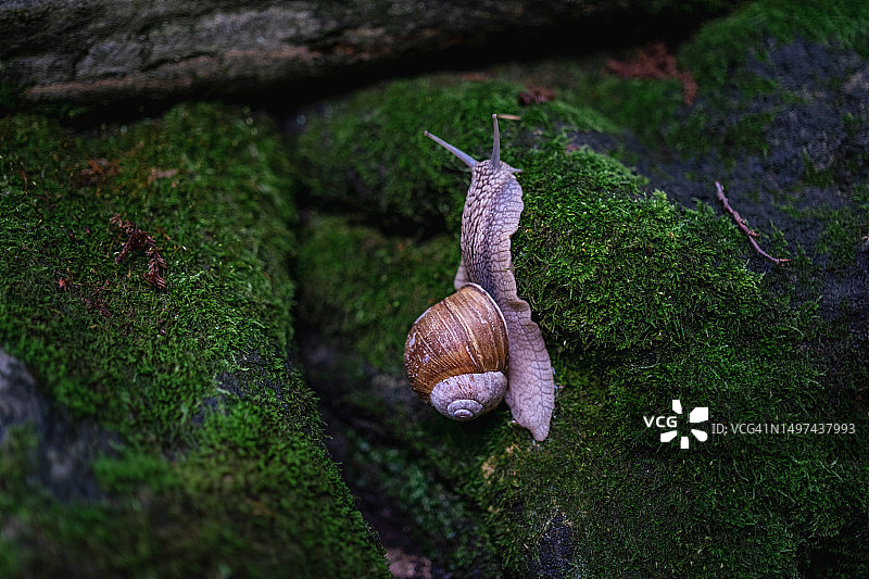 在新鲜绿色苔藓上爬行的大蜗牛图片素材