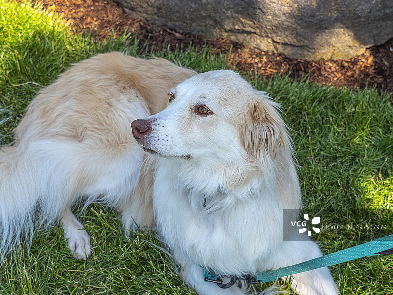 在花园里放松的可爱混血犬图片素材