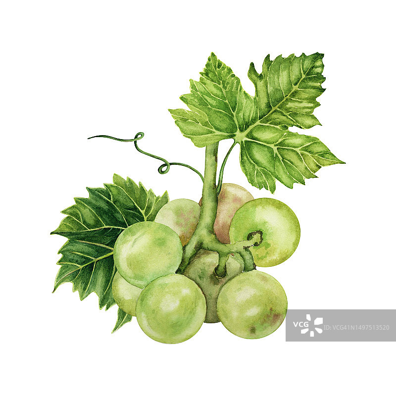 带绿色葡萄藤叶的成串绿色葡萄手绘水彩插画图片素材